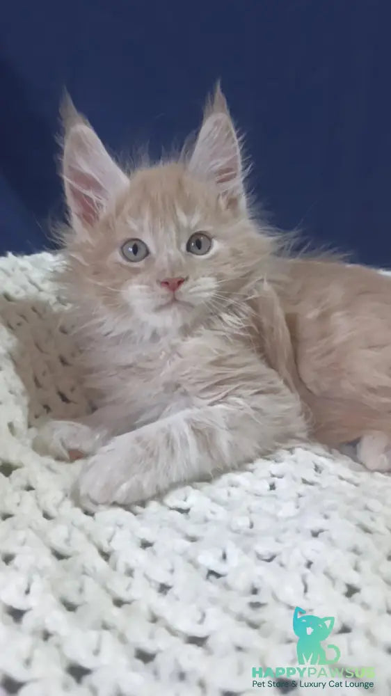 Leo Maine Coon male cream silver live animals