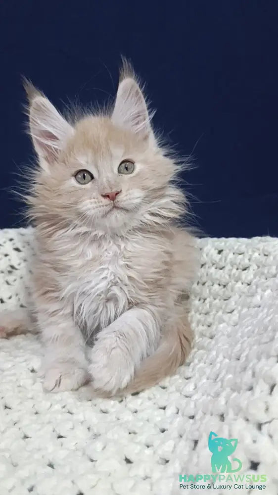 Leo Maine Coon male cream silver live animals