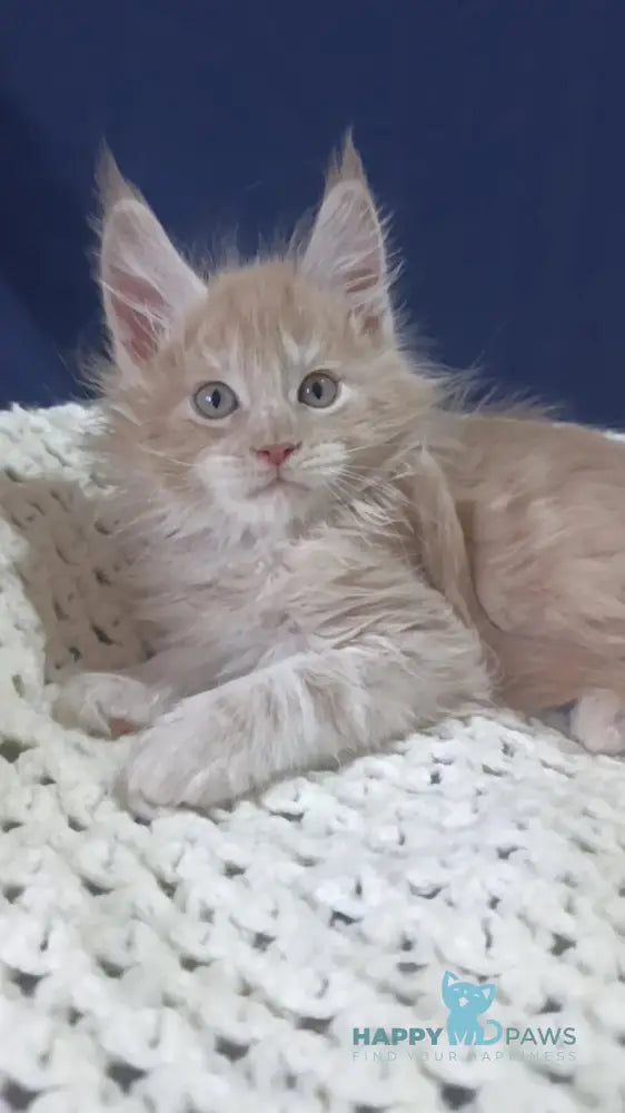 Leo Maine Coon male cream silver live animals