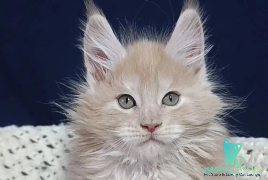 Leo Maine Coon male cream silver live animals