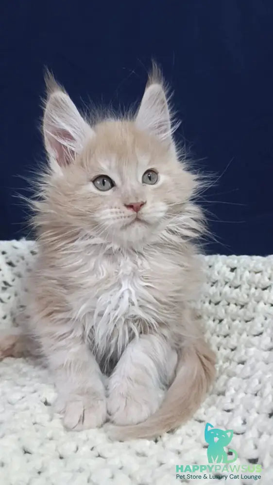 Leo Maine Coon male cream silver live animals