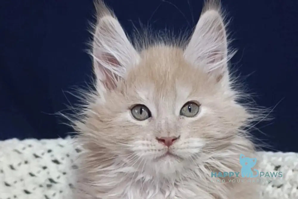 Leo Maine Coon male cream silver live animals