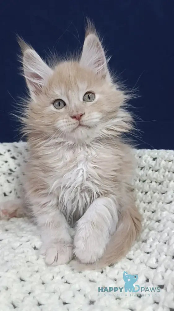 Leo Maine Coon male cream silver live animals