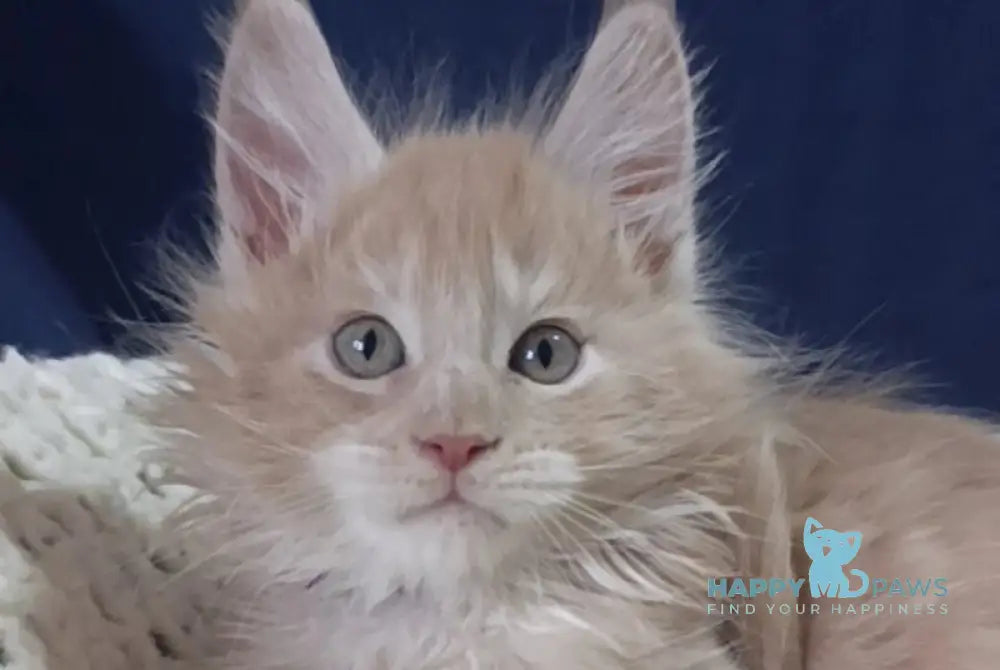 Leo Maine Coon male cream silver live animals