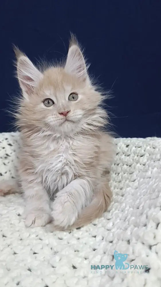 Leo Maine Coon male cream silver live animals