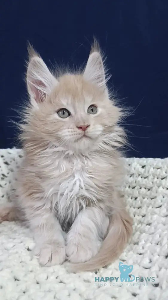 Leo Maine Coon male cream silver live animals