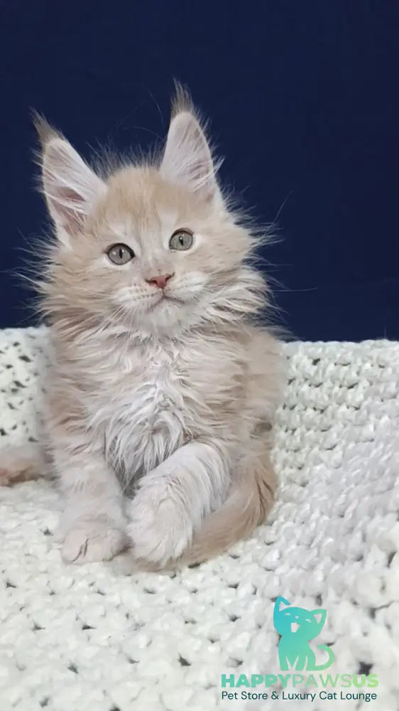 Leo Maine Coon male cream silver live animals