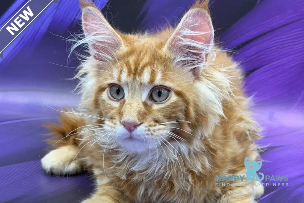 Leo Maine Coon male red - live animals