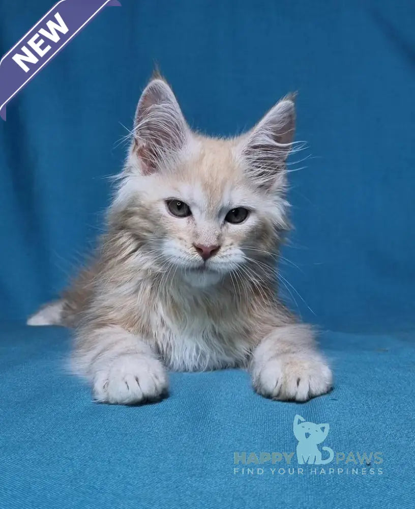 Leo Maine Coon male red silver live animals