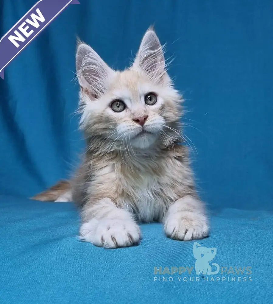 Leo Maine Coon male red silver live animals