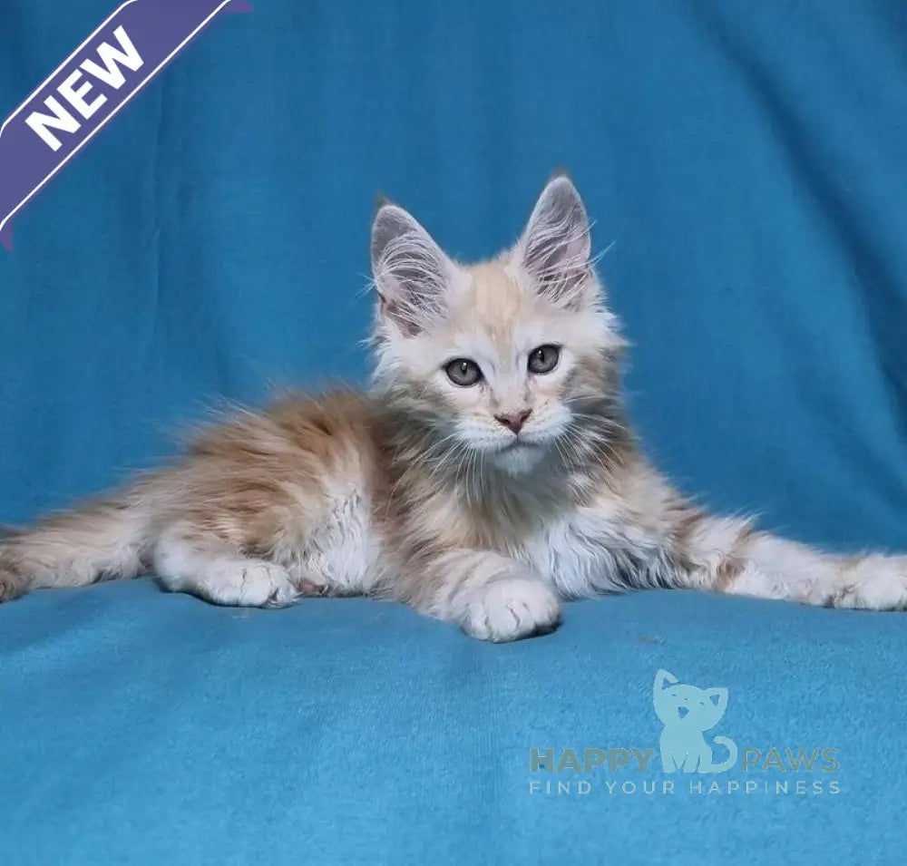 Leo Maine Coon male red silver live animals