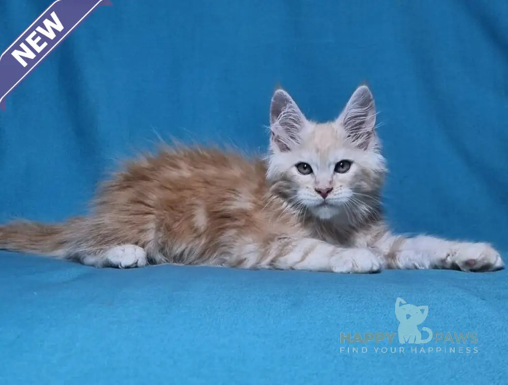 Leo Maine Coon male red silver live animals