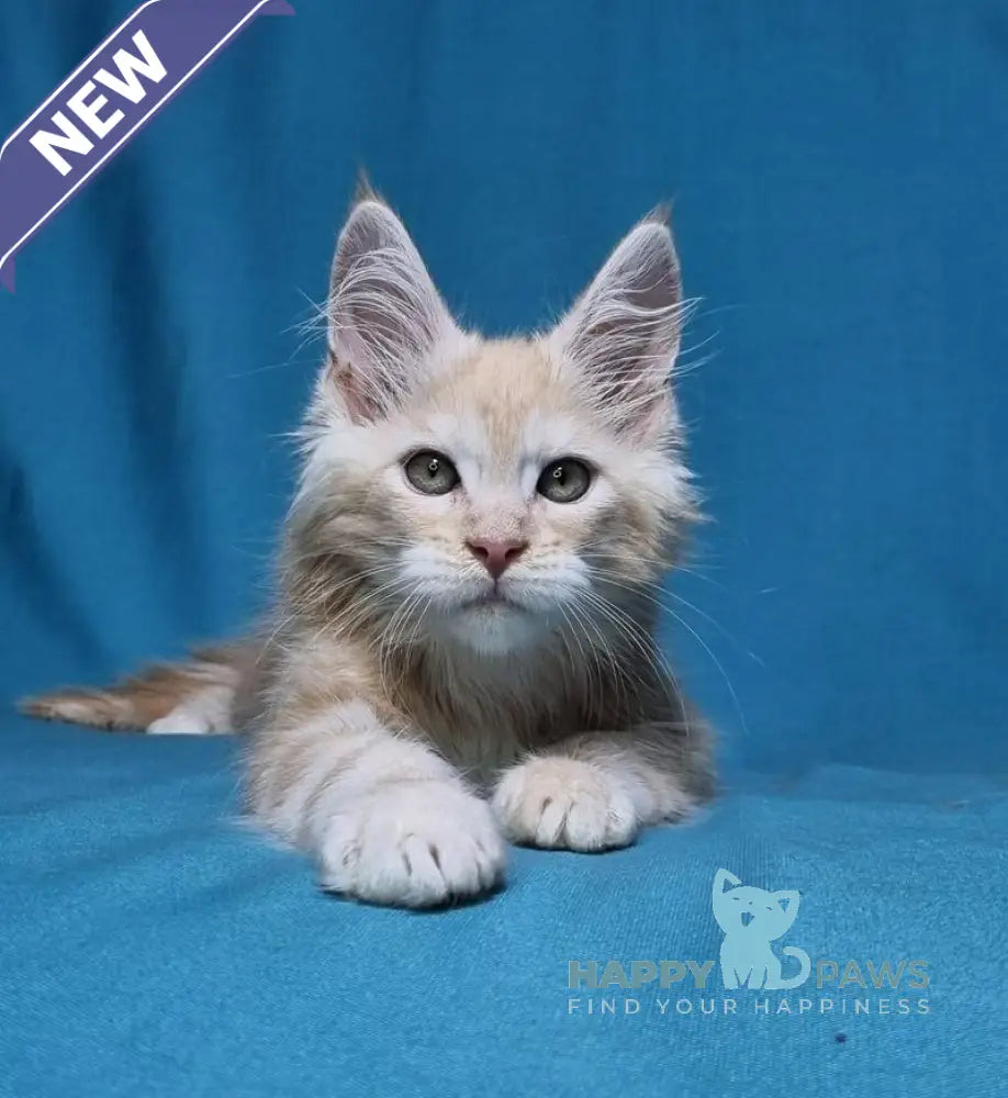 Leo Maine Coon male red silver live animals