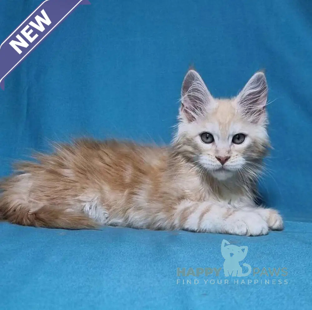 Leo Maine Coon male red silver live animals