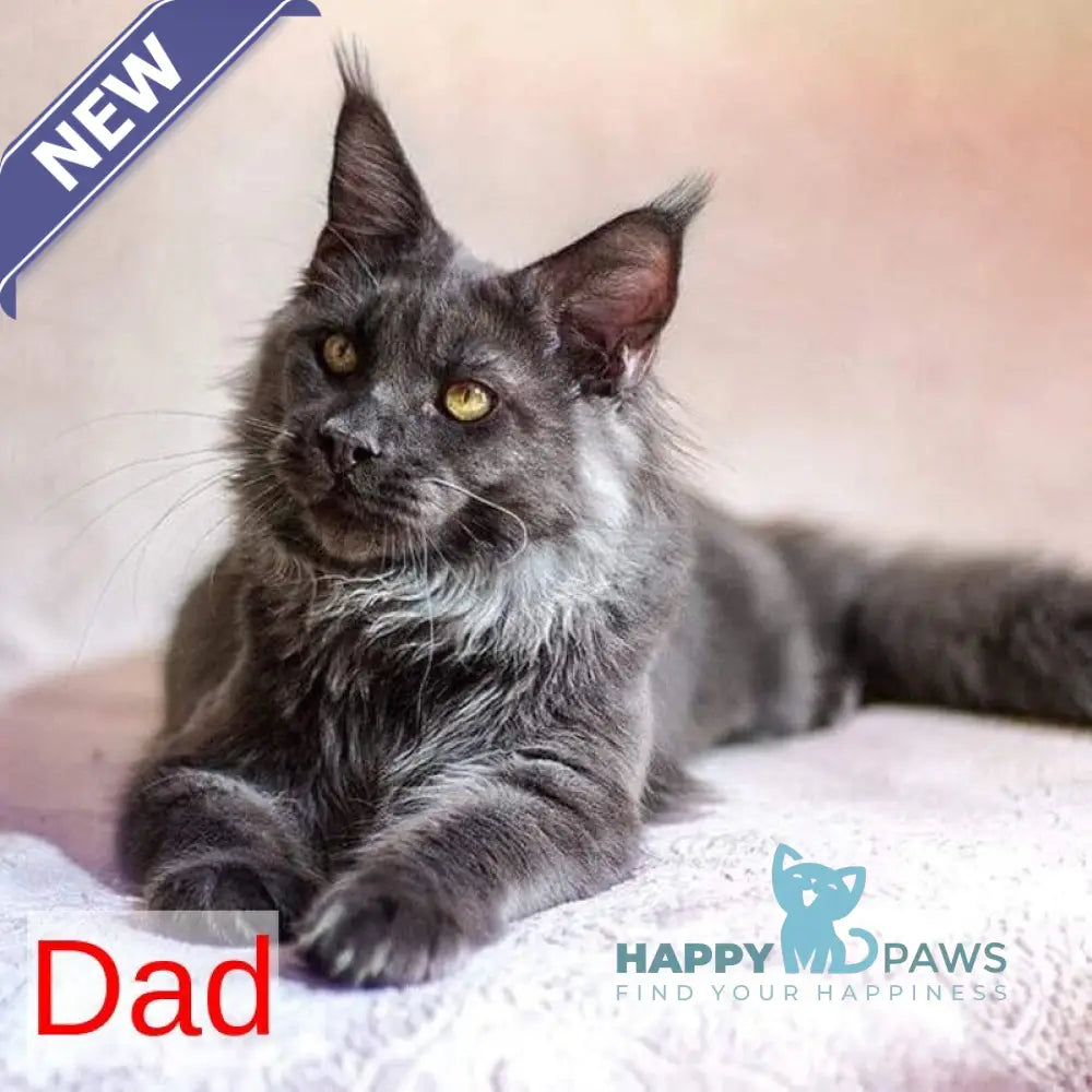 Leo Maine Coon male red silver live animals