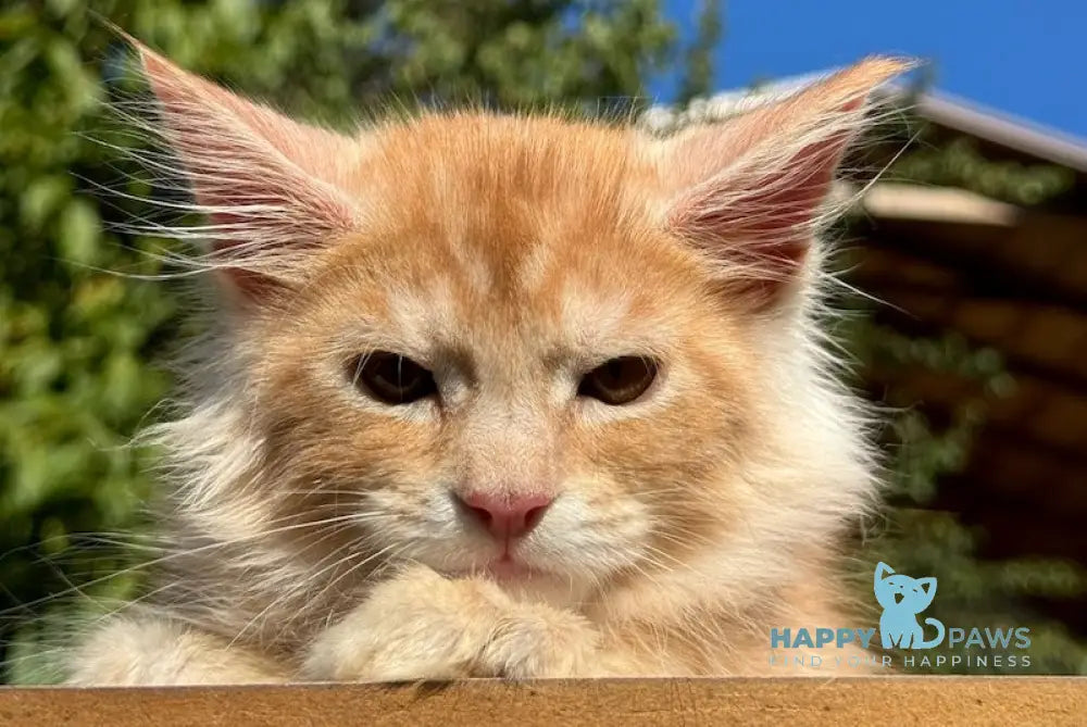 Leo Maine Coon male red silver spotted tabby live animals