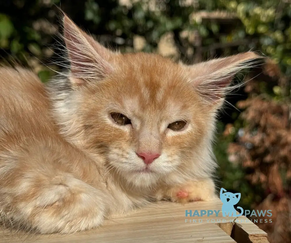 Leo Maine Coon male red silver spotted tabby live animals
