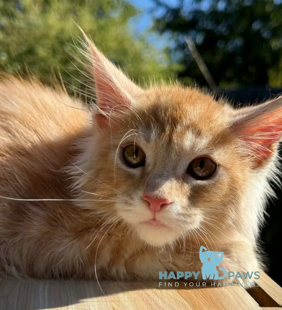 Leo Maine Coon male red silver spotted tabby live animals
