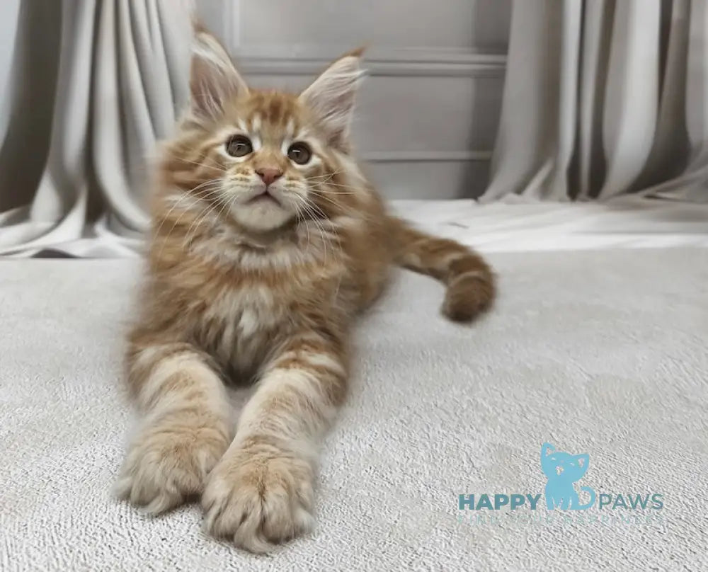 Leo Maine Coon male red tabby live animals