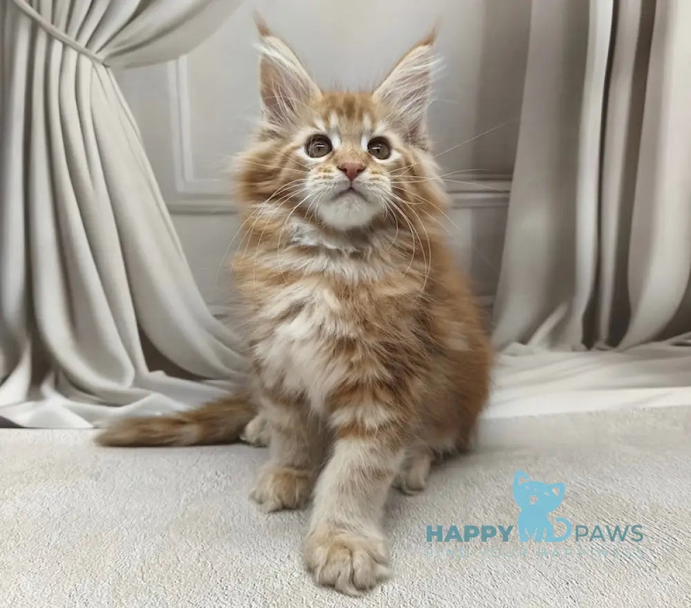 Leo Maine Coon male red tabby live animals