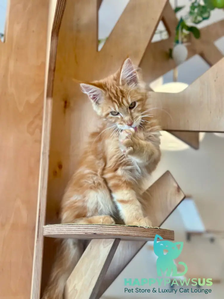 Leo Maine Coon male red tabby - live animals