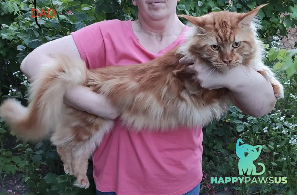 Leo Maine Coon male red tabby - live animals