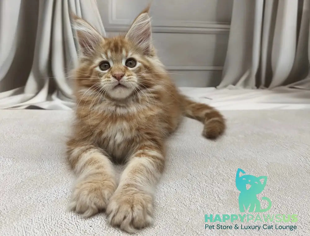 Leo Maine Coon male red tabby live animals