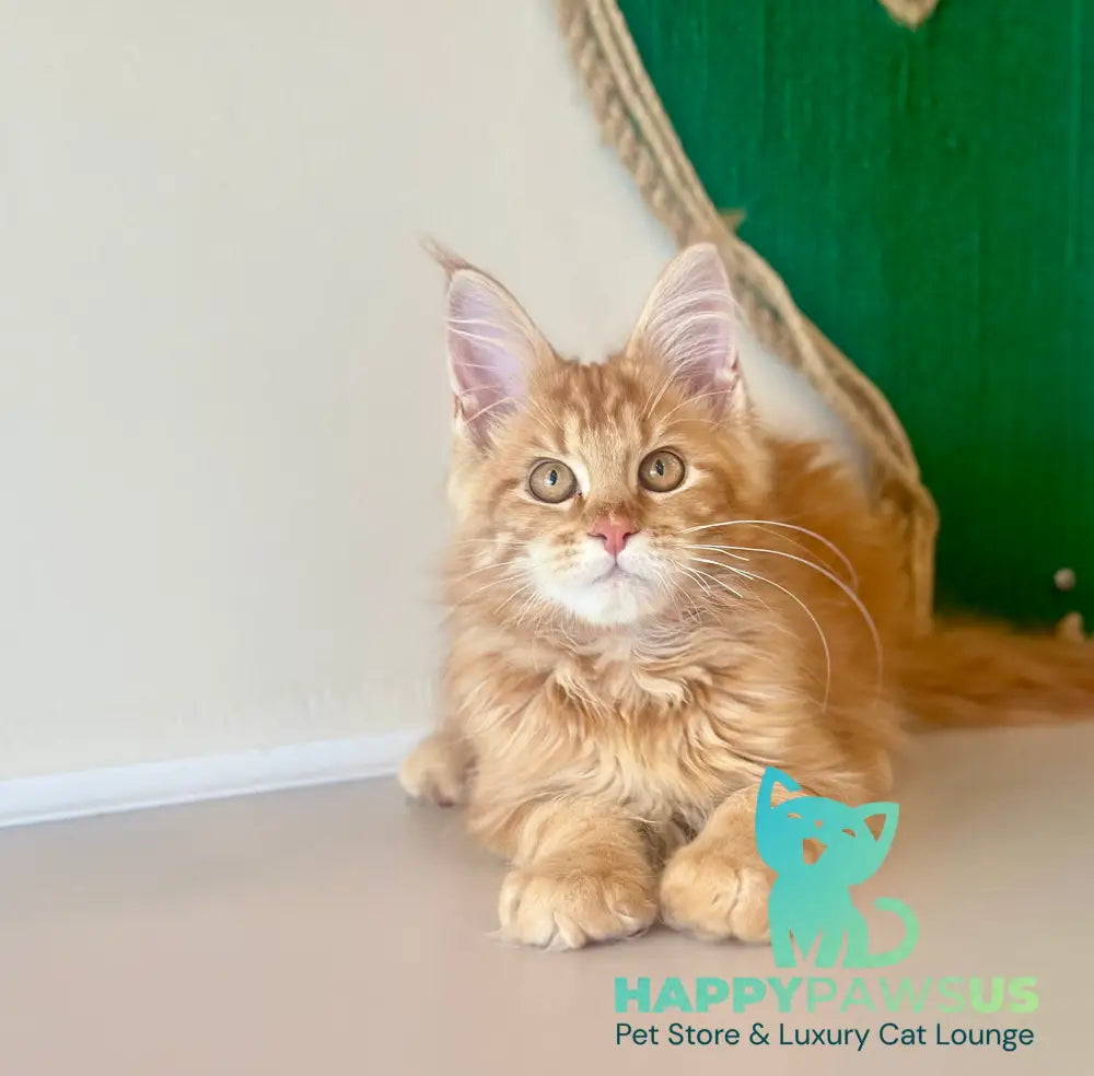 Leo Maine Coon male red tabby - live animals