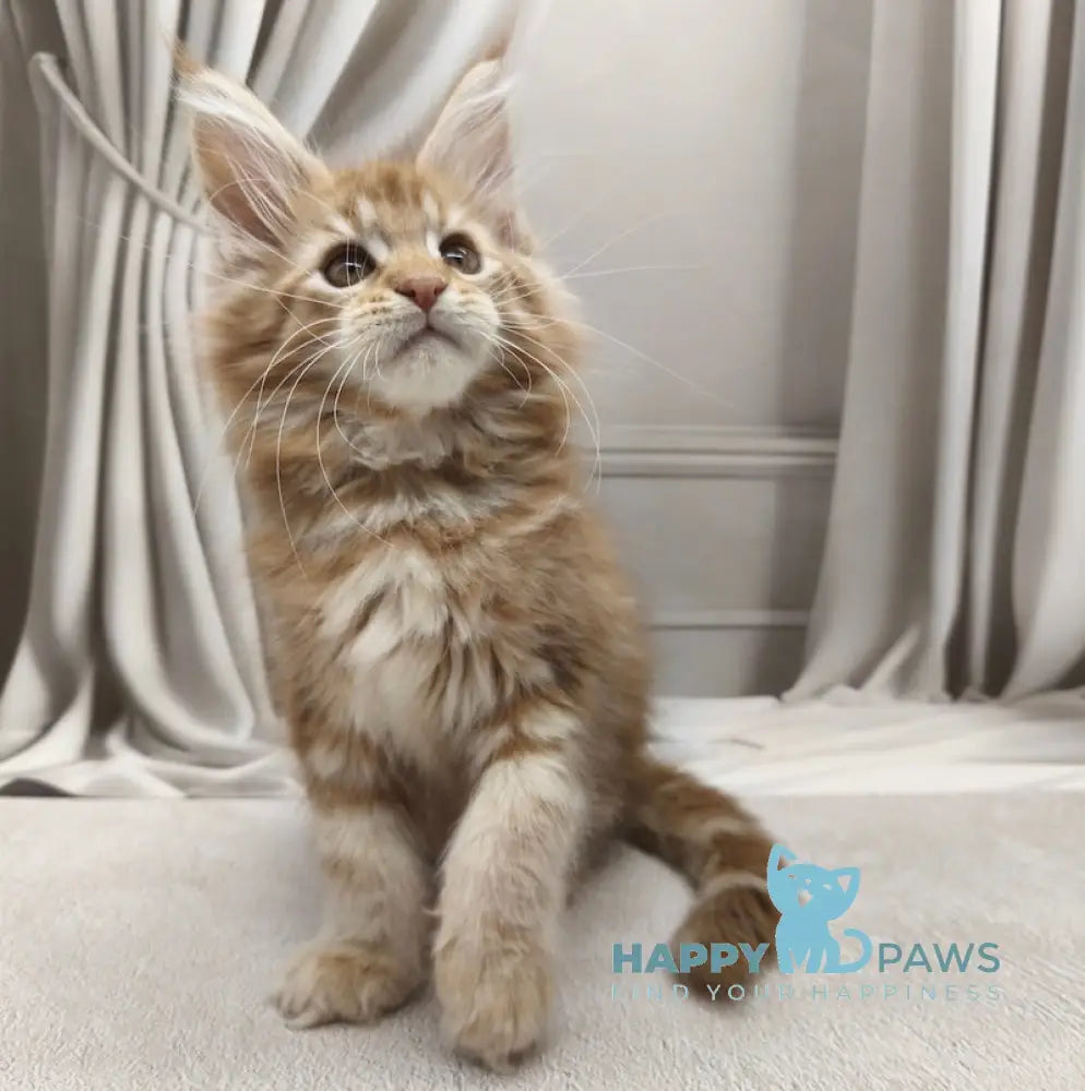 Leo Maine Coon male red tabby live animals