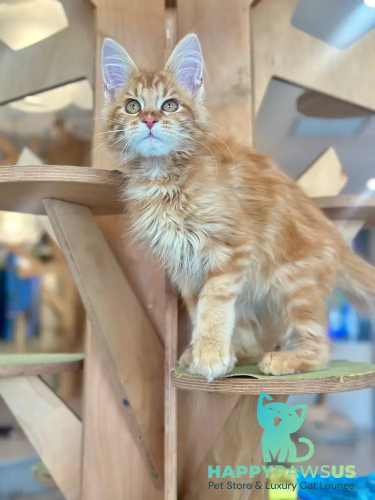 Leo Maine Coon male red tabby - live animals