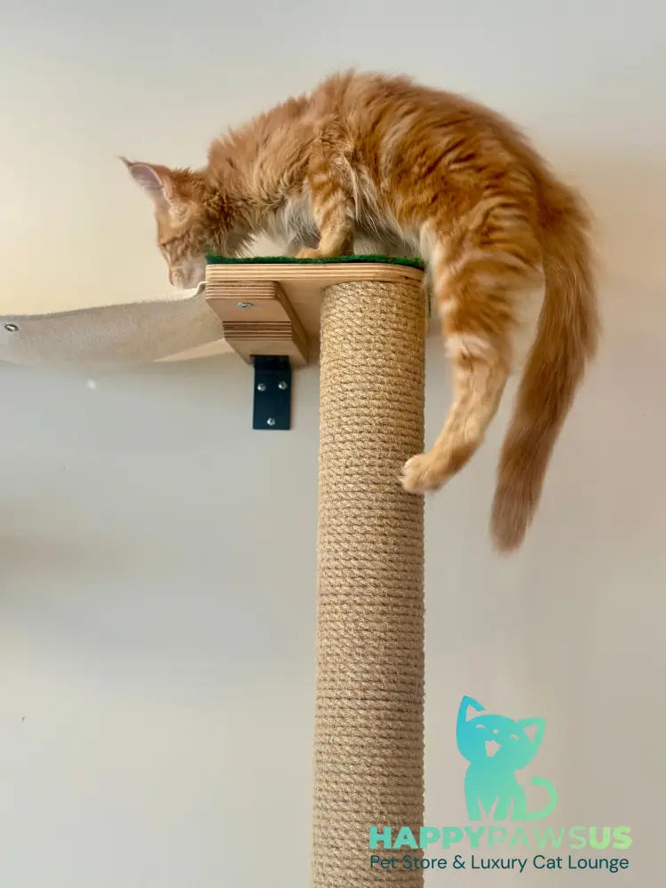 Leo Maine Coon male red tabby - live animals