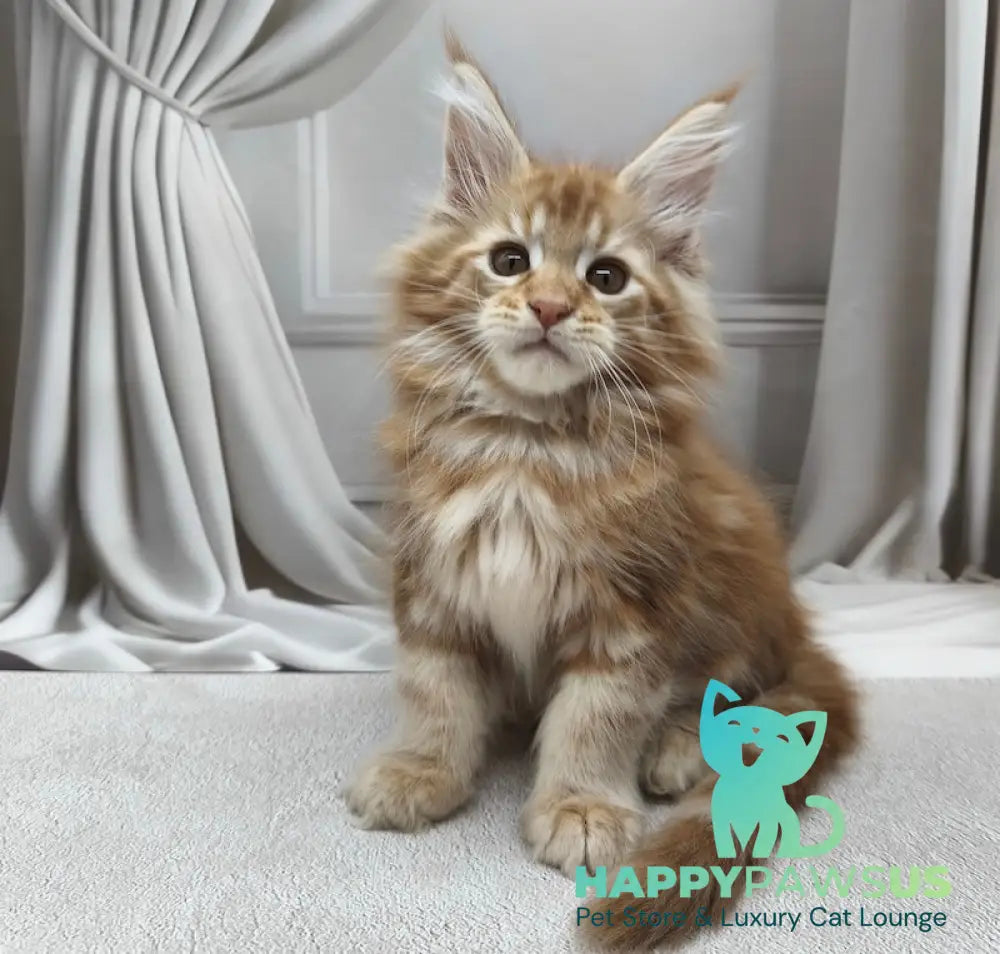 Leo Maine Coon male red tabby live animals