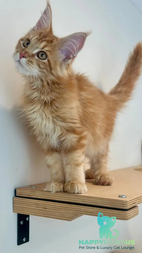 Leo Maine Coon male red tabby - live animals