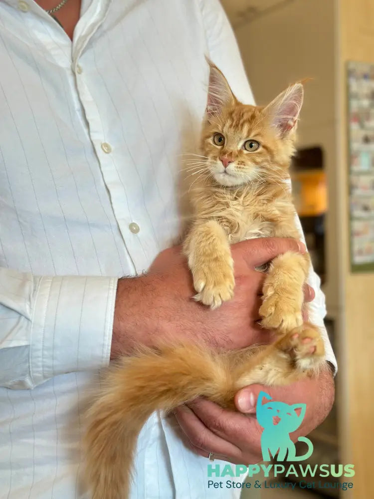 Leo Maine Coon male red tabby - live animals
