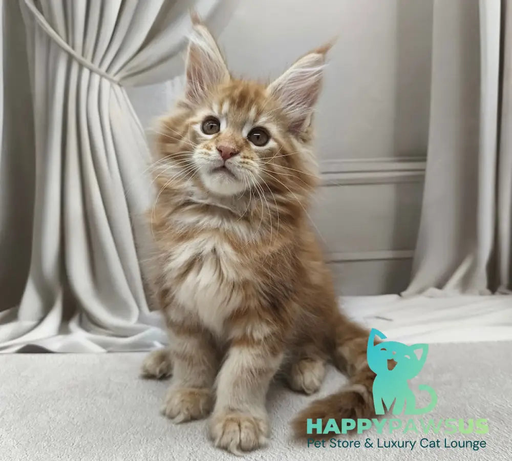 Leo Maine Coon male red tabby live animals