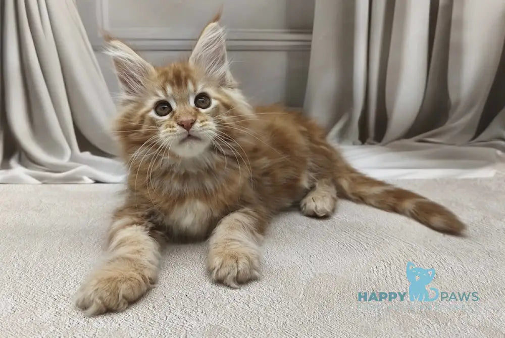 Leo Maine Coon male red tabby live animals
