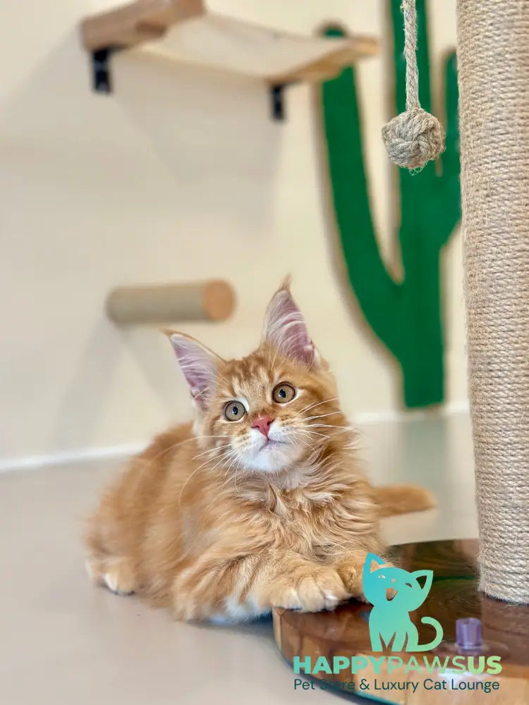 Leo Maine Coon male red tabby - live animals