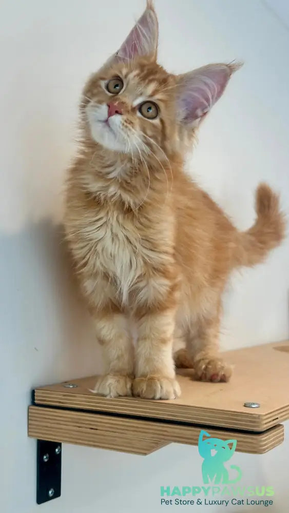 Leo Maine Coon male red tabby - live animals
