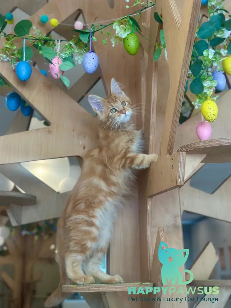 Leo Maine Coon male red tabby - live animals