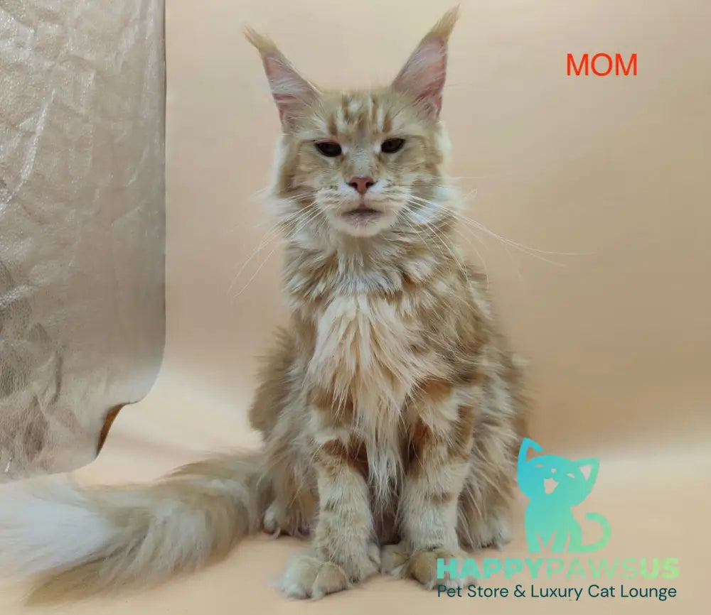 Leo Maine Coon male red tabby - live animals