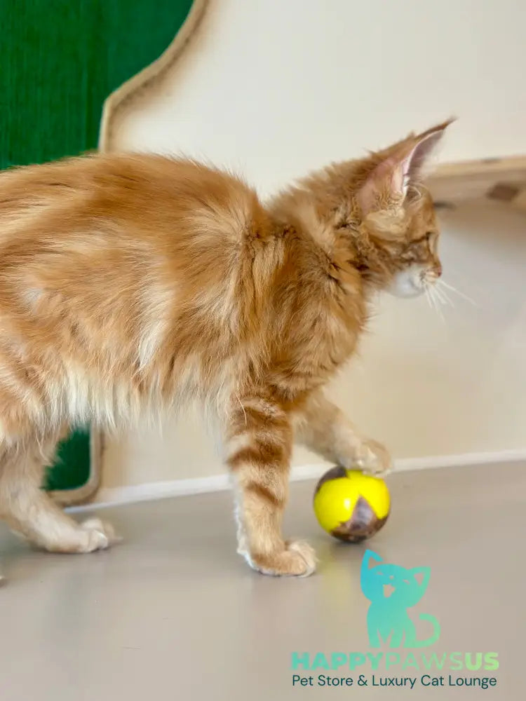 Leo Maine Coon male red tabby - live animals