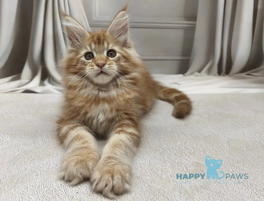 Leo Maine Coon male red tabby live animals