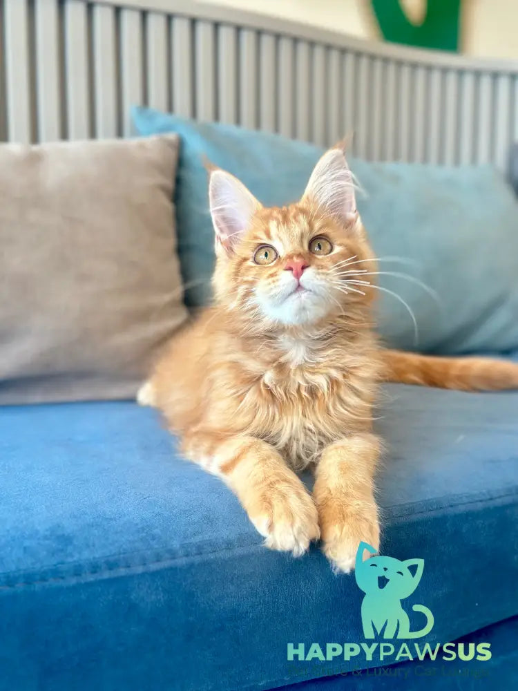 Leo Maine Coon male red tabby - live animals