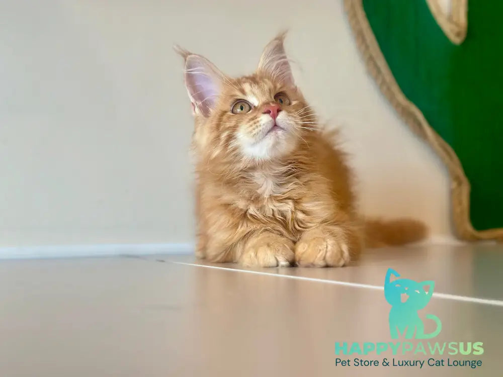 Leo Maine Coon male red tabby - live animals