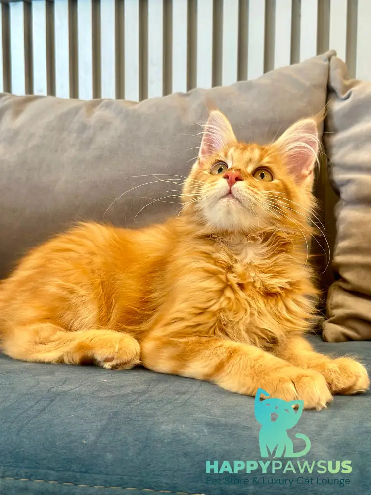 Leo Maine Coon male red tabby - live animals