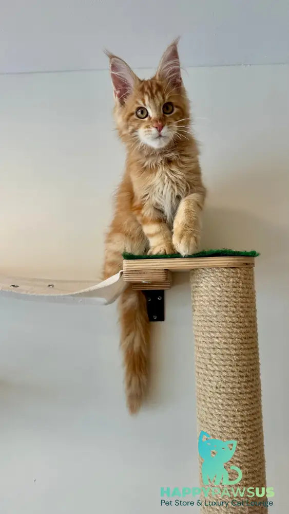 Leo Maine Coon male red tabby - live animals