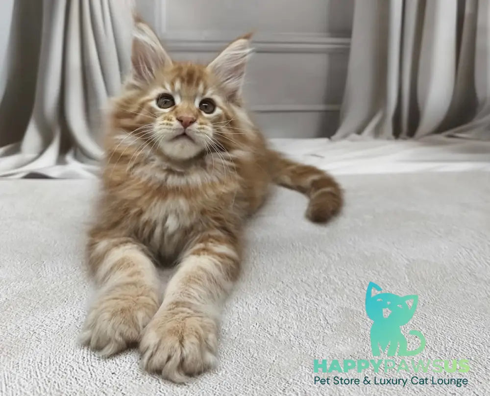 Leo Maine Coon male red tabby live animals