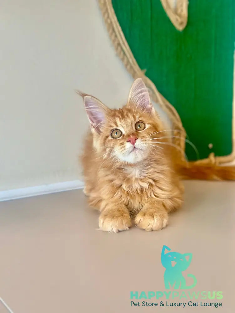 Leo Maine Coon male red tabby - live animals