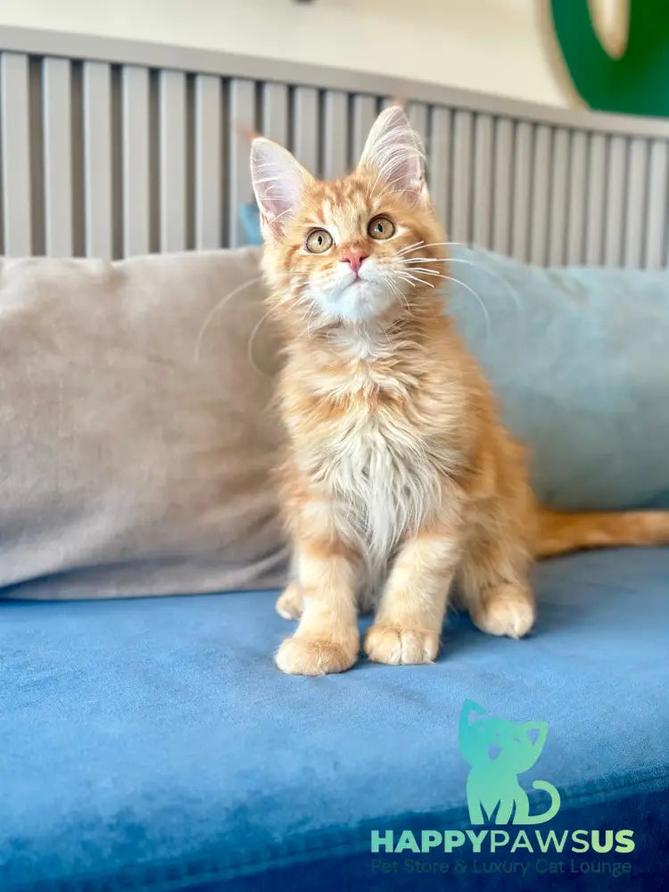 Leo Maine Coon male red tabby - live animals