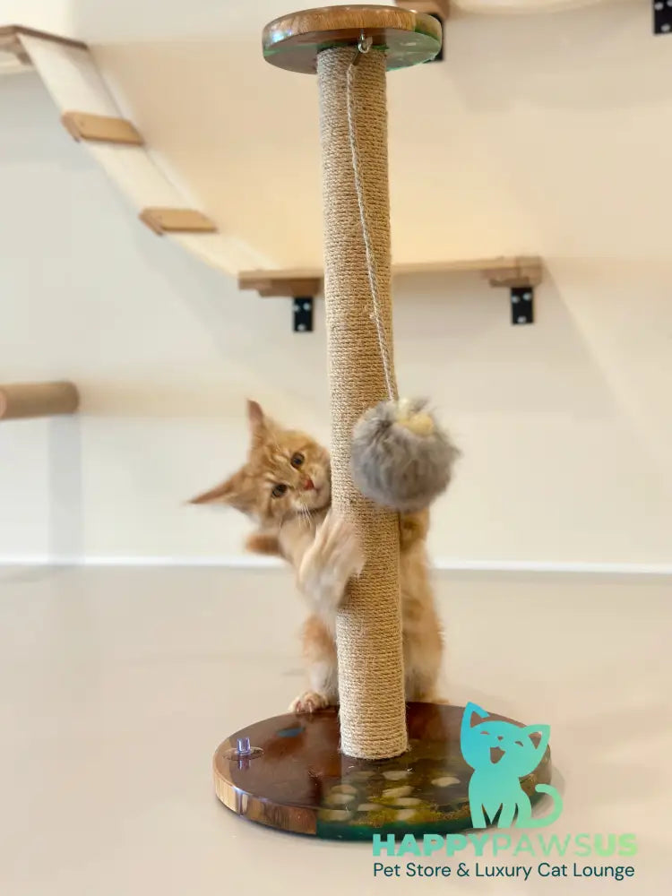 Leo Maine Coon male red tabby - live animals